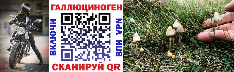 Купить  Нестеров  Галлюциногенные грибы Cubensis 